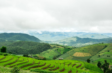 Fototapeta na wymiar Green Rice Field Terraced with clouds in Chiangmai, Thailand