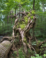 The Wizard's Tree
