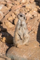 Meerkat looks up