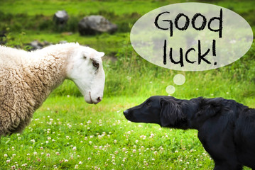 Dog Meets Sheep, Text Good Luck