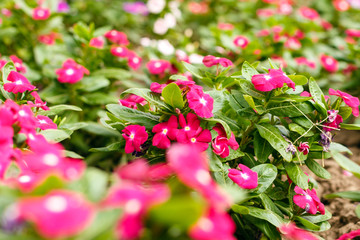 Beautiful red vinca flowers in a garden at summer sunny day close-up.