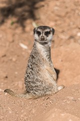 Fototapeta premium Meerkat looks behind in a zoo