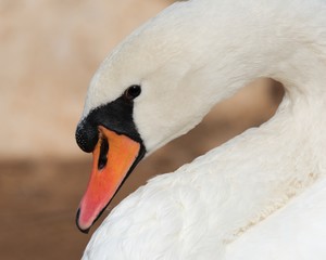 Mute swan close up
