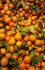 Lot of tangerines