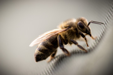 Bienen Macro