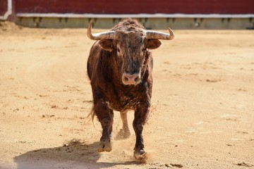 toro en españa 