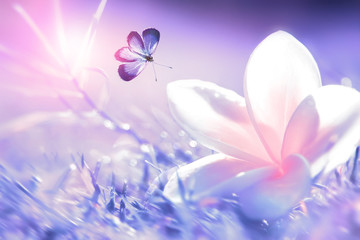 Beautiful white and pink tropical flower and purple butterfly in flight  on a background of purple...