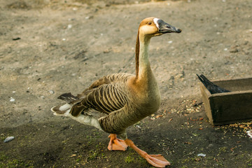  gray goose at the zoo