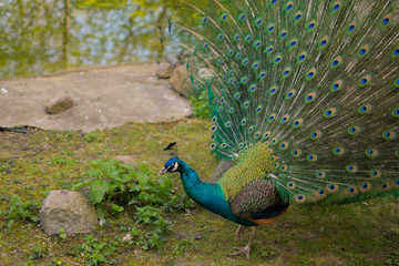 Fototapeta premium beautiful peacock with a loose tail