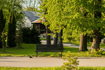 Obraz premium empty bench in a park under a tree