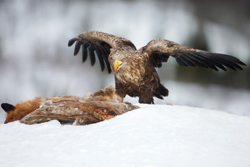 White-tailed eagle feeding on a Red Fox in winter