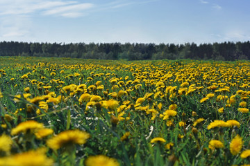 Fototapeta premium Field with dandelions. The first spring flowers.