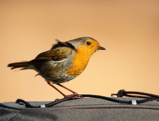 Garden bird European Robin on the backpack