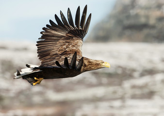 White-tailed sea Eagle in flight with a fish in the claws