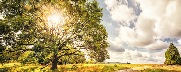 Obraz premium Oak Tree, Lüneburg Heath