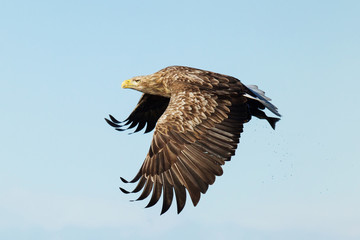 White-tailed sea Eagle in flight with a fish in the claws