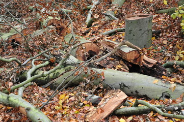 Buchenwald nach dem Sturm
