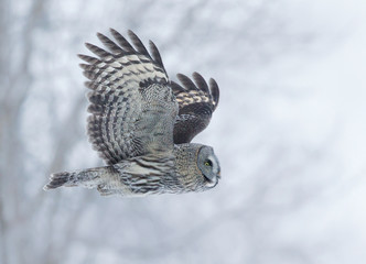 Great Grey Owl in flight against trees in the background