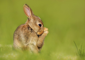 European Rabbit juvenile cleaning itself in the meadow
