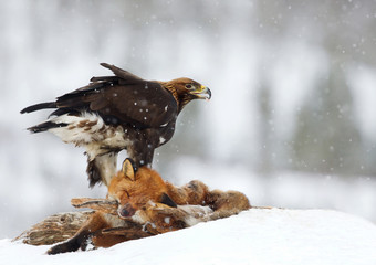 Golden Eagle feeding on a Red Fox in winter