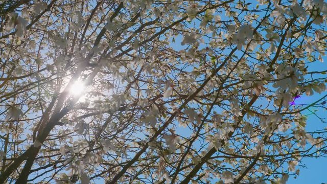 Sun behind a blooming magnolia, In the background are the sun and the sky. The clip was taken with 60 frames, so it can be slowed down. The camera was a Sony FS7.