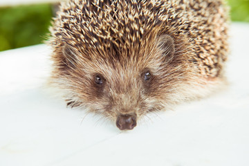 Brown hedgehog on the nature, green and white background