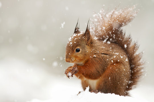 Cute Red Squirrel In The Falling Snow