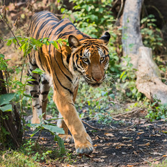 Close up tiger.