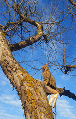 Cat in the tree