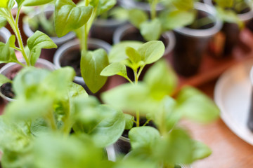 Petunia flower seedling in plastic pots