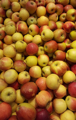 Lot of apples