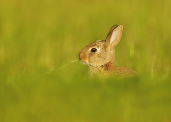 Naklejka na ściany i meble Portrait of an European rabbit eating the blade of grass