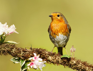 European Robin perching on a tree branch with blossoms.