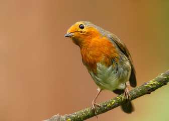 European Robin perching on a tree branch in spring