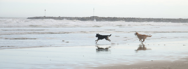 Chien jouant dans la mer