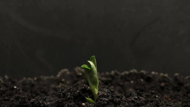 Growing green bean plant. Timelapse growing, Closeup nature shoot.