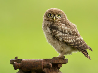 Isolated juvenile Little owl against green background