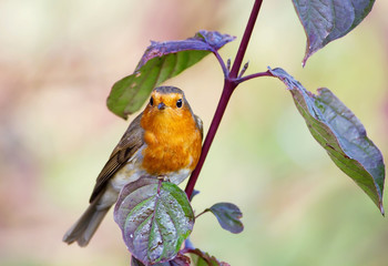 European Robin perching on a tree branch in spring