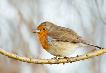 Close up of European Robin singing