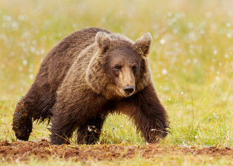 Close up of a male brown bear in swamp