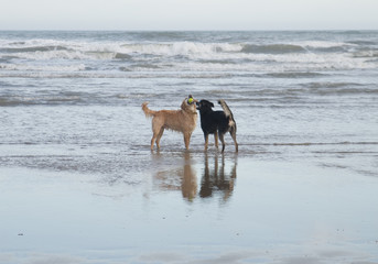 Chien jouant dans la mer