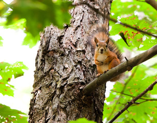Red squirrel gnaws a nut on a tree branch