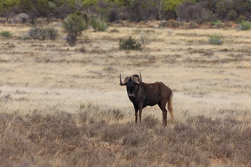 Black Wildebeest - Gnu
