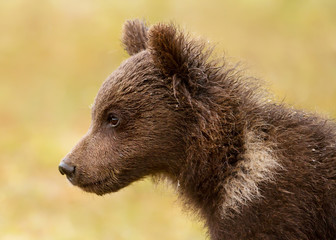 Close up of a cute Eurasian brown bear cub sitting in the forest © giedriius