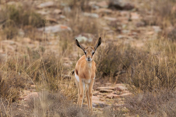 Springbok