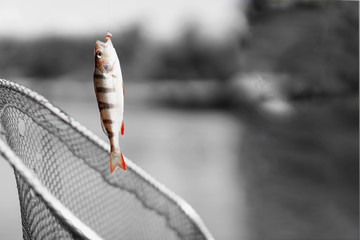 Trophy fishing. Small goldfish on fishing line on black and white background. Concept luck, fortune, case, finance, investment, success, active rest, hobbies, irony, countryside relaks