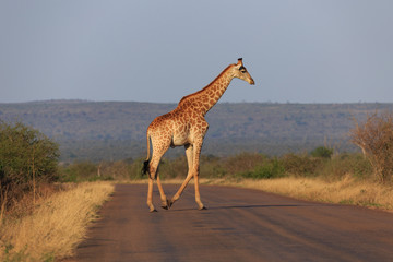 Girafe