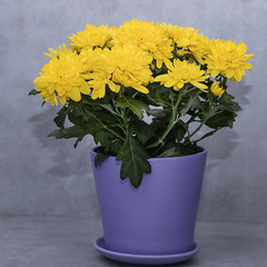 Yellow chrysanthemum in violet flowerpots on gray background.