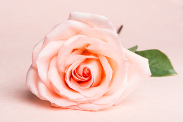 Close-up of a beautiful pink rose with green leaf on a tender pink background.