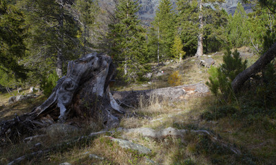 Fototapeta premium camminando in montagna